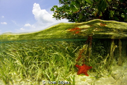 mangrove split, canon 60D ,tokina lens 10-17mm at 10mm, t... by Noel Lopez 